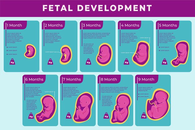 Coleção criativa de desenvolvimento fetal