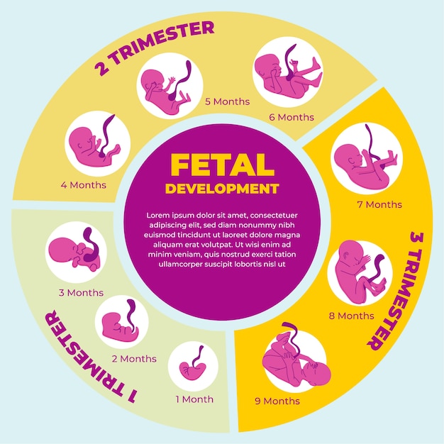 Coleção criativa de desenvolvimento fetal