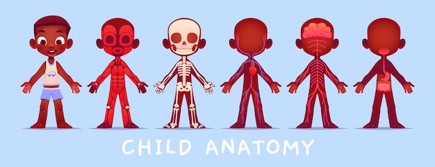Vetor grátis coleção de anatomia infantil de desenho animado