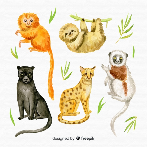 Coleção de animais tropicais exóticas em aquarela