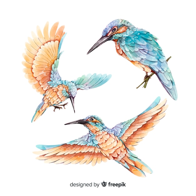 Coleção de aves realistas em aquarela