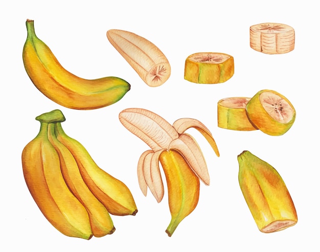 Vetor grátis coleção de banana em aquarela desenhada à mão