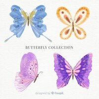 Coleção de borboletas coloridas