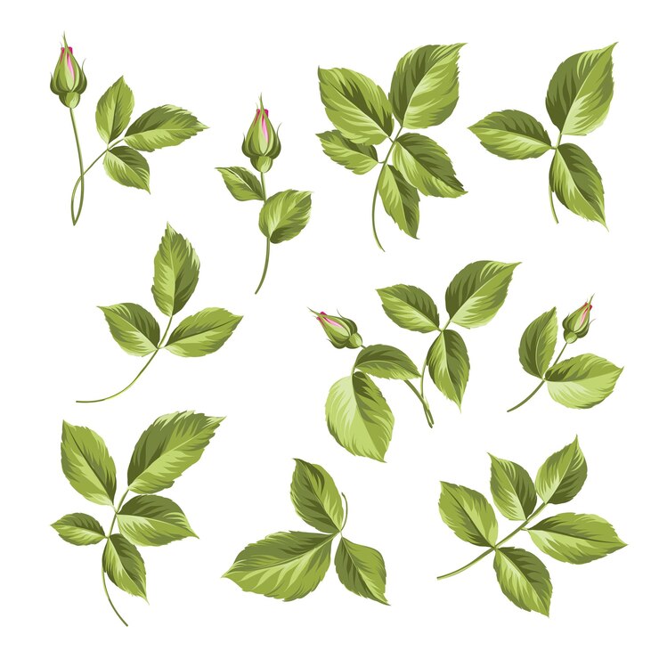 Vetor grátis coleção de botões de rosa. elementos de rosas isolados no fundo branco. buquê de rosas. flor isolada contra o branco. lindo conjunto de flores. ilustração vetorial.