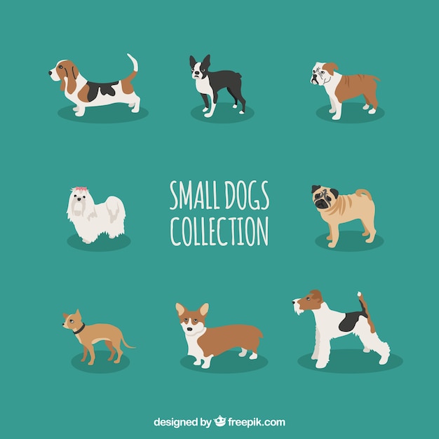 Coleção de cão pequeno