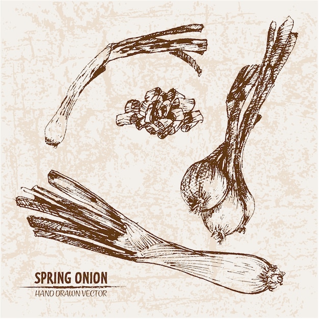 Coleção de cebola de primavera desenhada mão