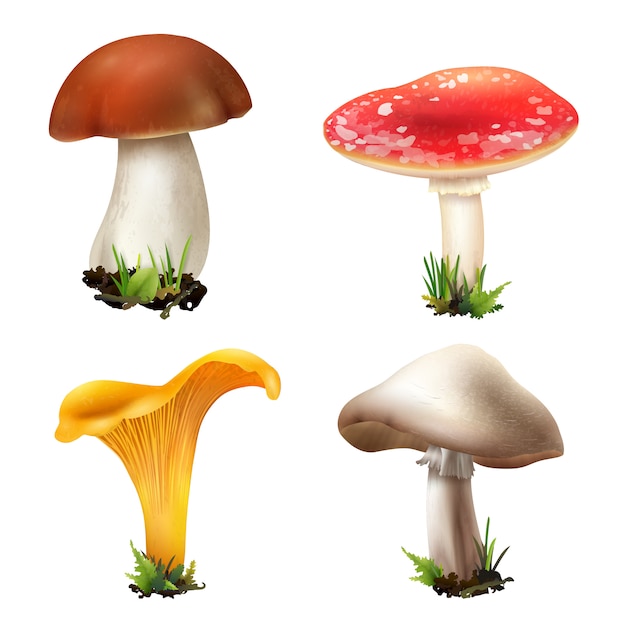 Coleção de cogumelos da floresta realista