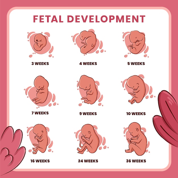 Vetor grátis coleção de desenvolvimento fetal desenhada à mão