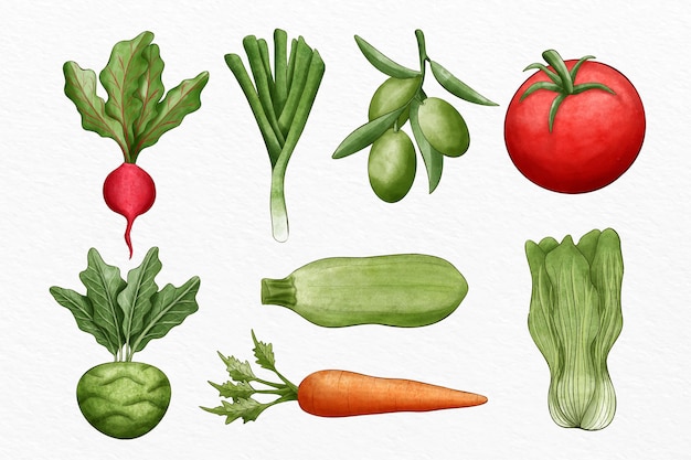 Coleção de diferentes vegetais ilustrados
