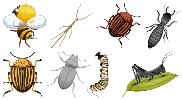 Coleção de diferentes vetores de insetos