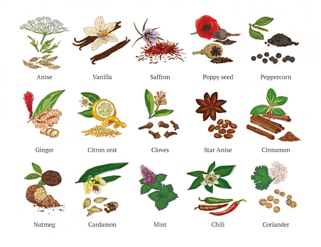 Coleção de especiarias saudáveis de esboço colorido