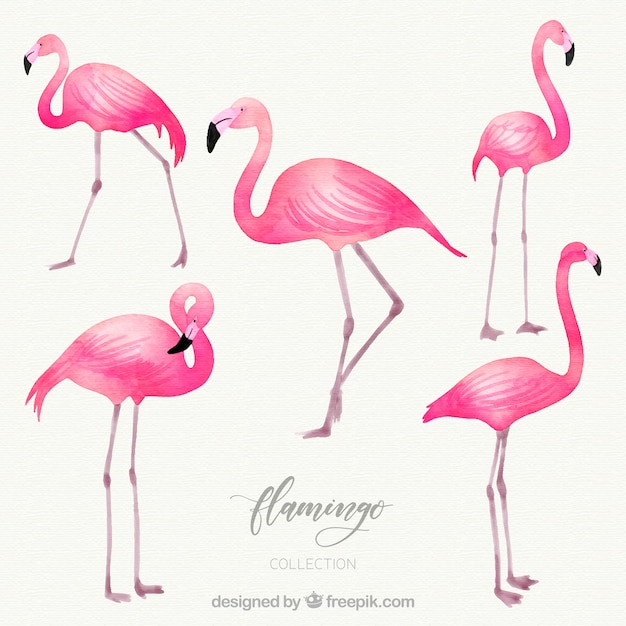 Coleção de flamingos com diferentes posturas em estilo aquarela