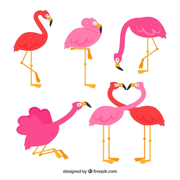 Coleção de flamingos com diferentes posturas em estilo simples