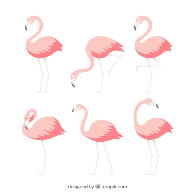 Vetor grátis coleção de flamingos com diferentes posturas em estilo simples