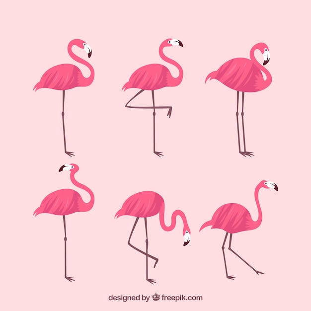 Coleção de flamingos com diferentes posturas em estilo simples