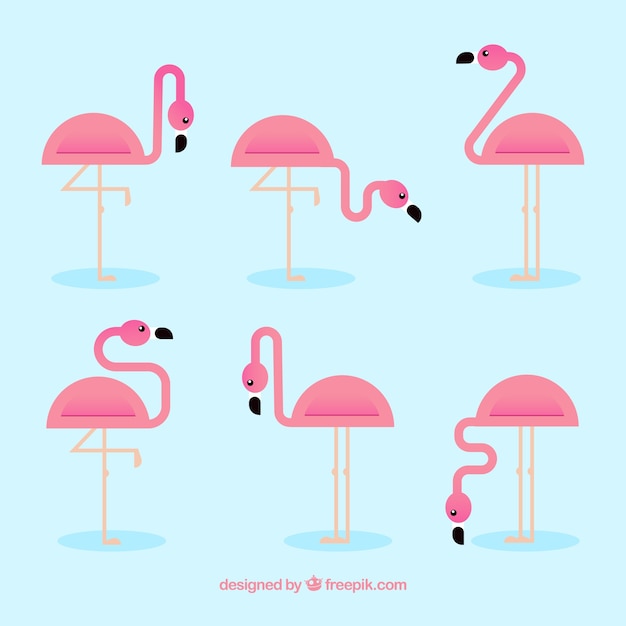 Vetor grátis coleção de flamingos com diferentes posturas em estilo simples