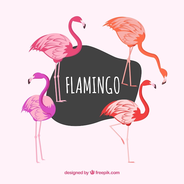 Coleção de flamingos com diferentes posturas em estilo simples