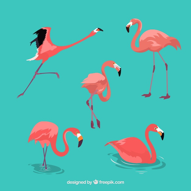 Coleção de flamingos plana em poses diferentes