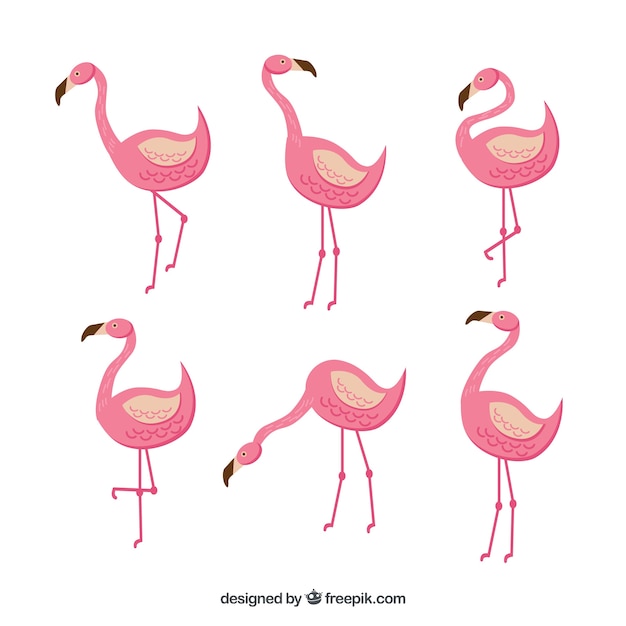 Vetor grátis coleção de flamingos plana em poses diferentes