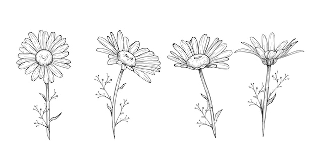 Coleção de flores desenhadas à mão para gravura