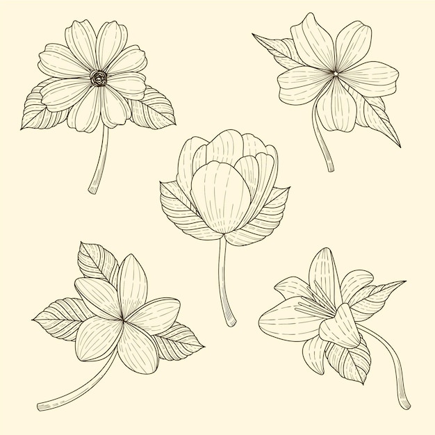 Coleção de flores desenhadas à mão