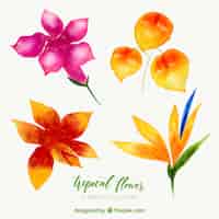 Vetor grátis coleção de flores tropicais com aquarela colorida