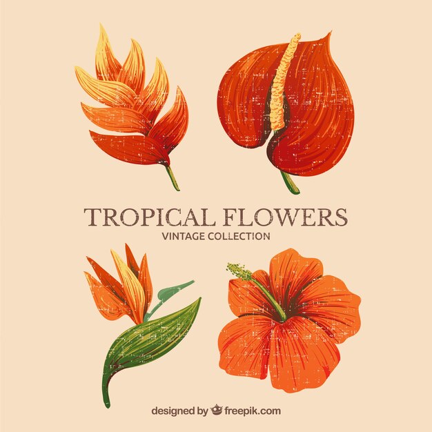 Coleção de flores tropicais com cores laranja em estilo vintage