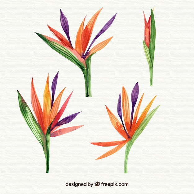 Coleção de flores tropicais em estilo aquarela