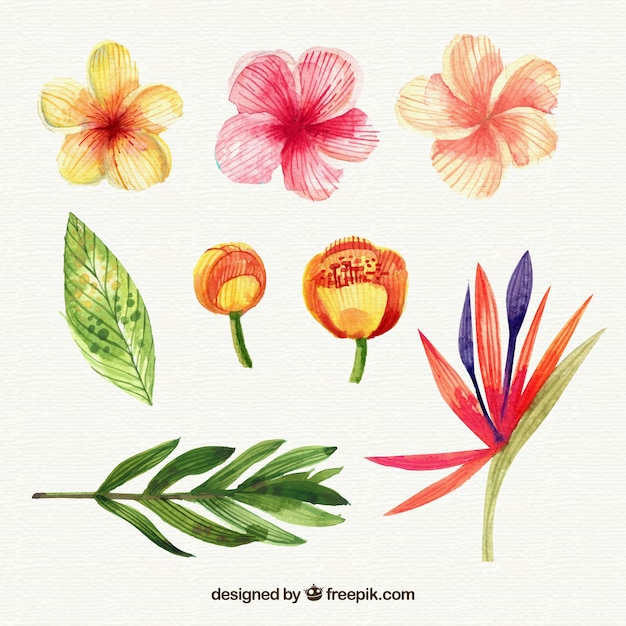 Coleção de flores tropicais em estilo aquarela