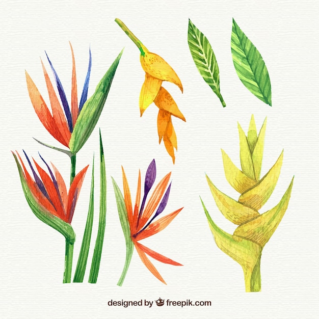 Coleção de flores tropicais em estilo aquarela