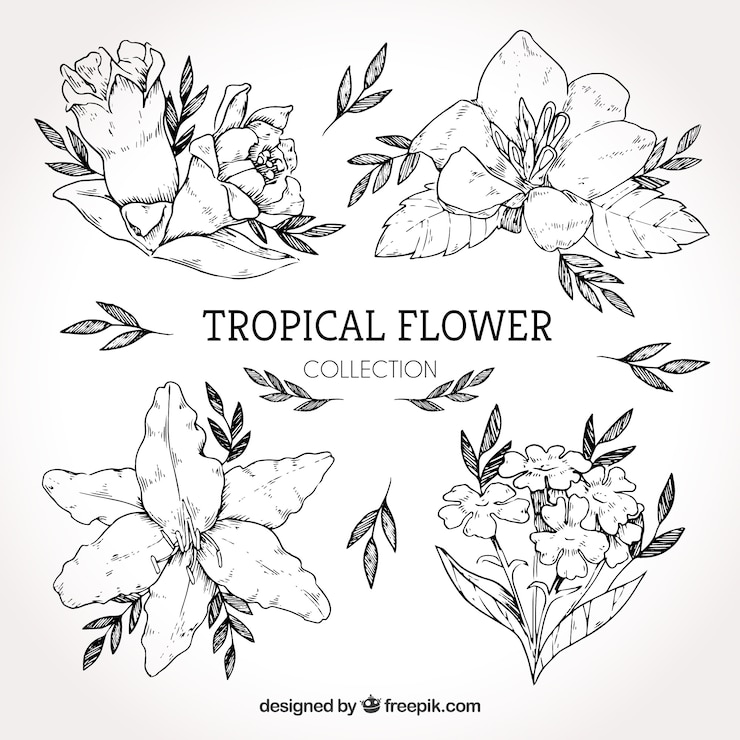 Vetor grátis coleção de flores tropicais mão desenhada