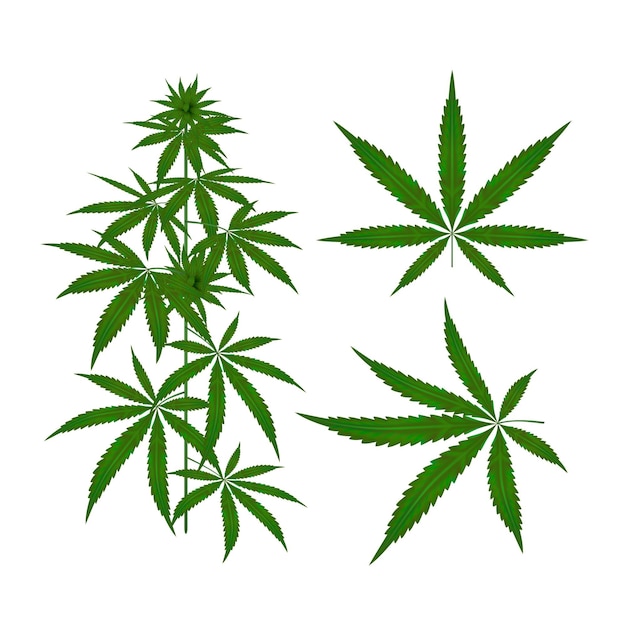 Coleção de folhas de cannabis botânicas