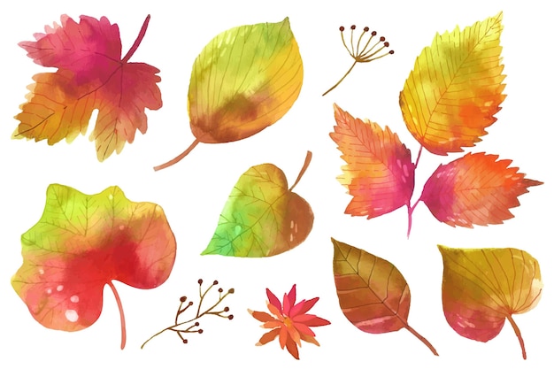 Coleção de folhas de outono em aquarela