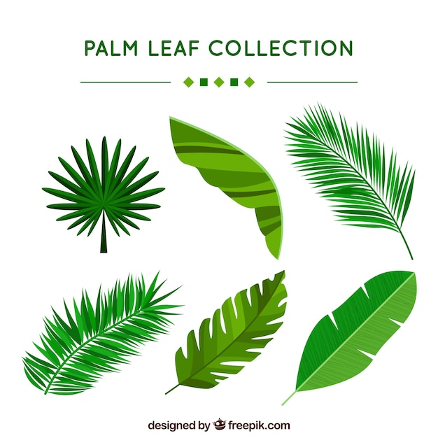 Vetor grátis coleção de folhas de palmeira