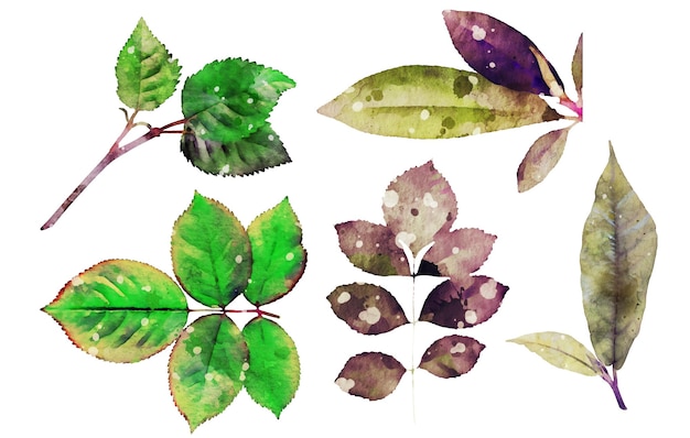 Coleção de folhas de plantas em aquarela