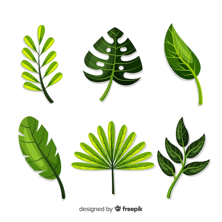 Vetor grátis coleção de folhas tropicais exóticas com design plano