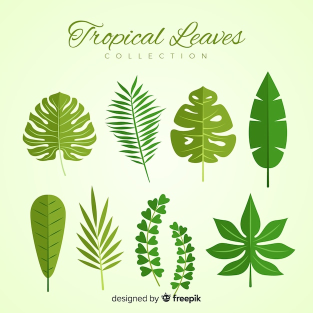 Coleção de folhas tropicais