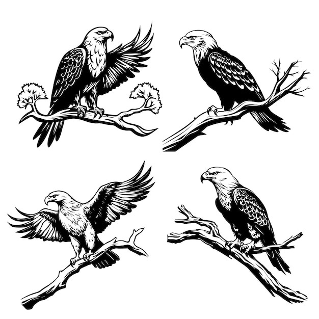 Vetor grátis coleção de ilustrações de águia careca