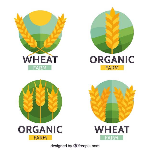 Coleção de logotipo de trigo plano