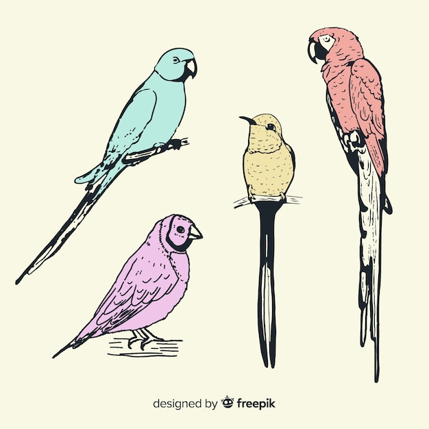 Vetor grátis coleção de pássaro exótico de mão desenhada