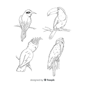 Coleção de pássaro exótico de mão desenhada