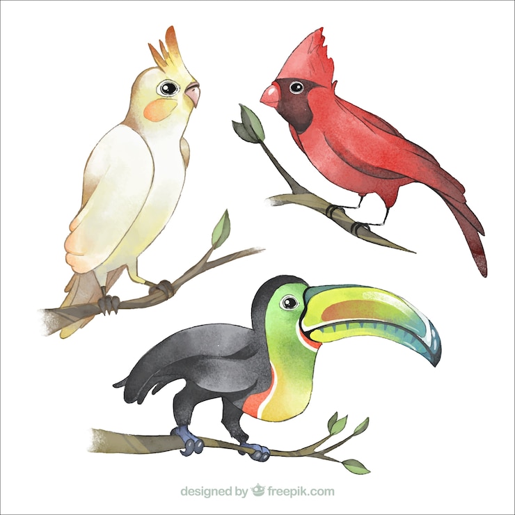 Vetor grátis coleção de pássaros exóticos de aquarela