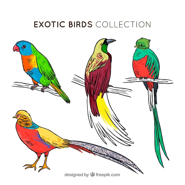 Coleção de pássaros exóticos desenhados a mão