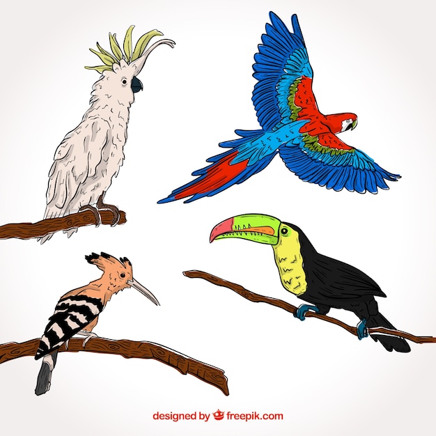 Coleção de pássaros exóticos desenhados a mão