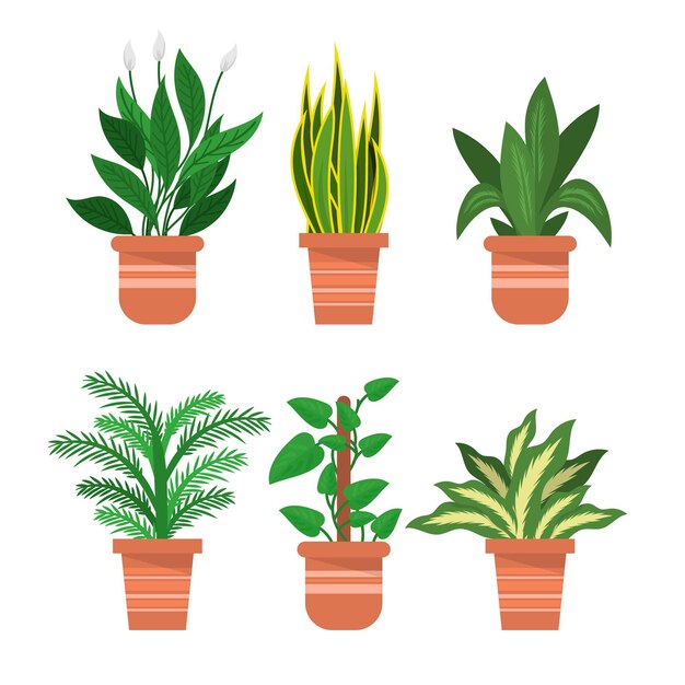 Coleção de plantas de casa planas orgânicas