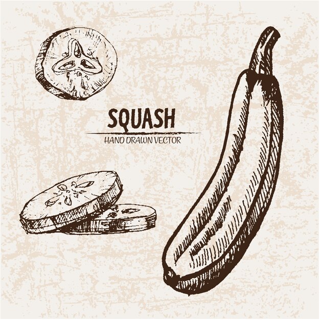 Coleção de squash desenhada a mão