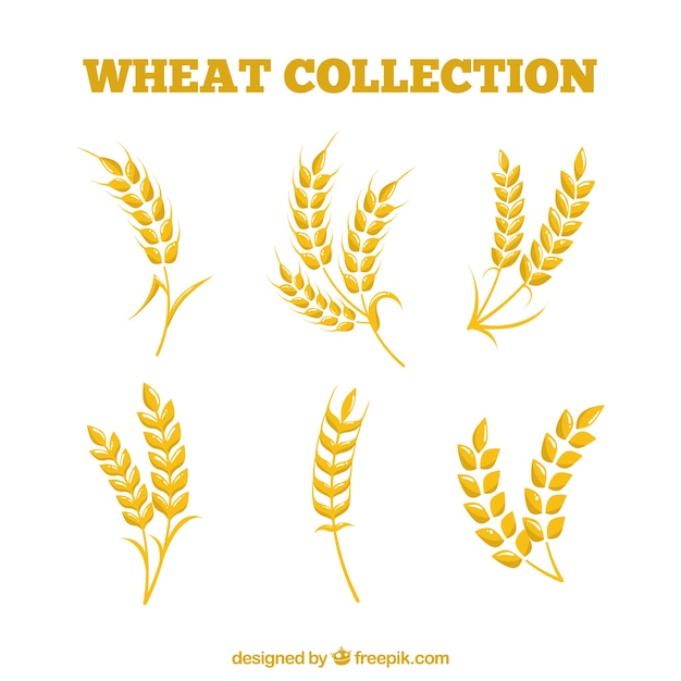 Vetor grátis coleção de trigo plano