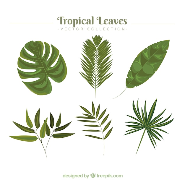 Coleção de várias folhas tropicais