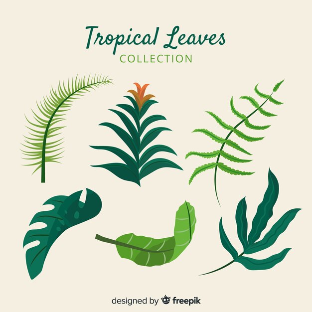 Coleção de várias folhas tropicais