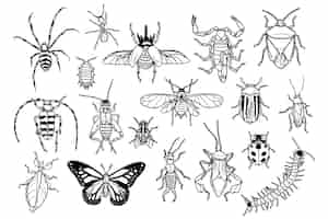 Vetor grátis coleção doodle de insetos